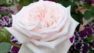 Мадам Анизет зацвела!