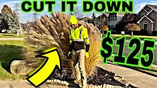 How To Cut Down A Huge Ornamental Grass From Start - To Finish!!!!!!!!!