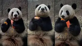 Stay with me, there is nowhere to go in winter ❤️ Panda Food | Cute Animals 2021