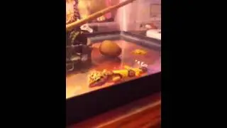 Leopard Gecko Introducing Kutta!
