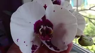 Новинка🌸 Продолжение эксперимента с цитокининовой пастой 🌸