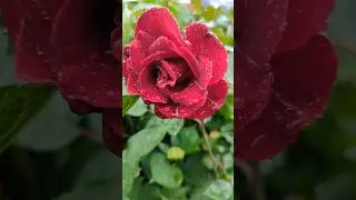 Цветы под дождём.Гортензии Розы и Лаванда  в дождливый день 10.6.24 год.