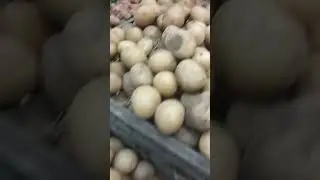 Картошка молодая.Цена.Магазин АТБ#картошка#цена#атб