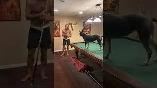 Blue Heeler learns to play pool by watching owner play!