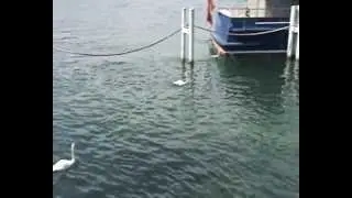 Lake of Geneva