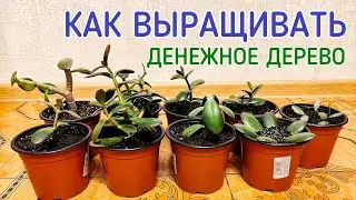 Как выращивать денежное дерево.