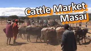 Kenya - Masai Cattle Market