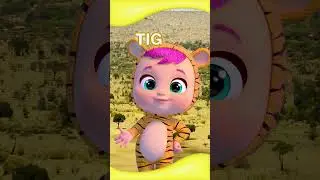 Learn wild animals in English 
