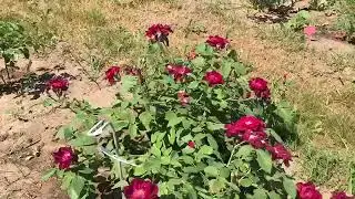 Обзор моего сада в июле. Три розы из Розебук.