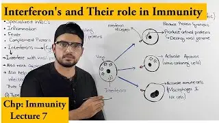 Interferon's An immune response against viruses