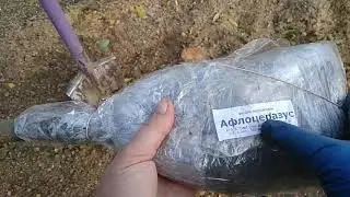Перспективные растения.Вишня персиковая Афлоцеразус