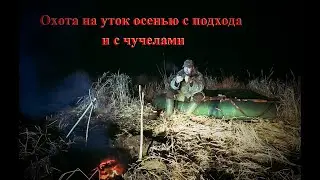Охота на утку осенью с подхода и с чучелами видео