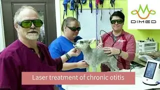 Berylas Veterinary Laser Therapy