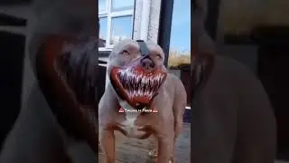Эдит Питбули😻