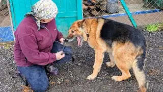 Большой вольер и 5 немецких овчарок
