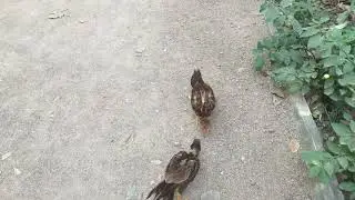 small cock fight
