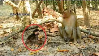 Pitiful Newborn monkey Betty learn walk collapse during Mom teach, Belley want Betty strong now
