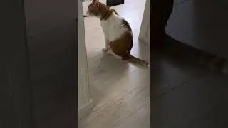 Увидел истинную сущность кота!