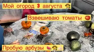 МОЙ ОГОРОД 👩‍🌾ВЗВЕШИВАЮ ТОМАТЫ 🍅 ПРОБУЮ АРБУЗЫ 🍉👩‍🌾👍🏻