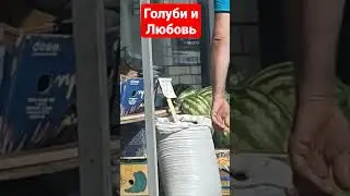 Любовь и Голуби в Казахстане