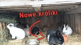 Wróciłem!. Stan hodowli królików