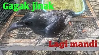 Gagak Gaok Lagi Mandi