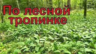 По лесной тропе
