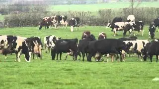 Dancing Cows?