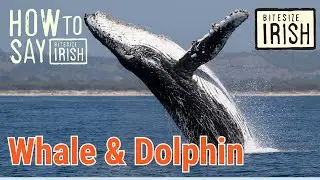 How to say Whale & Dolphin in Irish #bitesizeirish