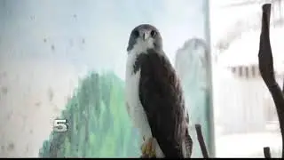 Nearly 100 Animals Left Abandoned at Zoo in Reynosa
