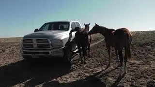 Trucks and Horses
