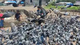 kabutar lover comment wait for end 😊