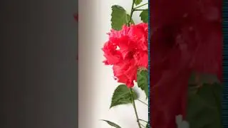 роза цветет
