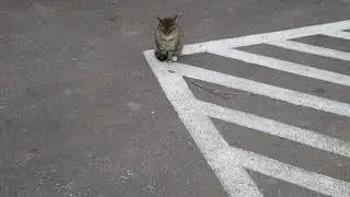 Cat 15