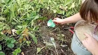 Слизняки и горчица.