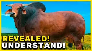 SINDI BREED: THE TRUE ORIGIN OF THE BREED - BUL SINDI