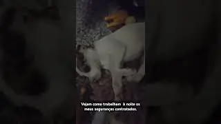 OLHA OS SEGURANÇAS DORMINDO  #pets #cachorrada #segurança