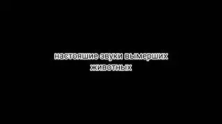 треш монатж