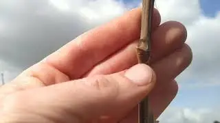 Говения сладкая (Hovenia dulcis) после зимы💪🌿