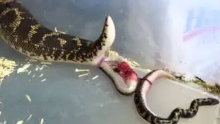 Kenyan Sand Boa Birth
