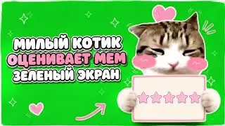 😻 | Милый котик оценивает мем зеленый экран 𝟮𝗸 𝗾𝘂𝗮𝗹𝗶𝘁𝘆 ☑ 