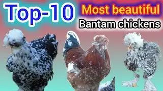 Top 10 most beautiful bantam chicken breed | park brahma chicken | game chicken | bantam chickens