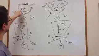 Lecture Review - Amino Acid Classification (Biol 1406 Ch 5)