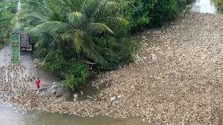 Insane Way They Transport Millions of Ducks by Trucks