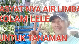Cara menggunakan air kolam lele untuk kesuburan Tanaman