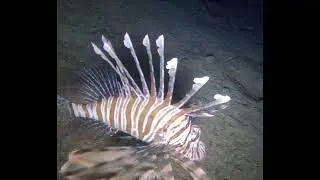 Aslan Balığı İstavrit'i Avlıyor