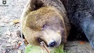 Сегодня я ленивый мишка🐻😋/Bear Mansur