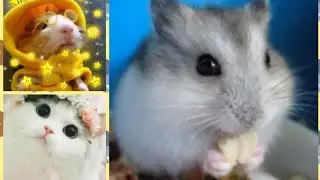 Видио для любителей животных) Милое видио для поднятия настроения 😇Хомячки, котики и т.д./🐹Хомо Шоу🐹