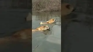 #западносибирскаялайка #охотаслайкой #лайка