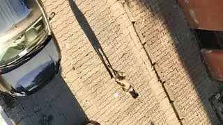 Mahallemiz Bengisu'dan sorulur
